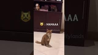 #funnycats #cat #funny #shortsvideo #shorts