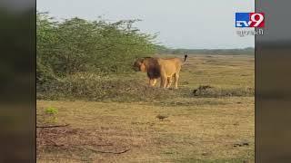 First time ever, a lion seen roaming in Amreli's Rajula, video goes viral