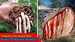 Ganito pala kadelikado ang mga punong ito! | Kakaiba TV