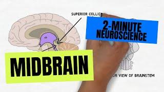 2-Minute Neuroscience: Midbrain