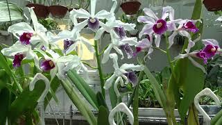 Цветение Laelia purpurata , Coelogyne asperata,Brassocattleya Felipe Haje