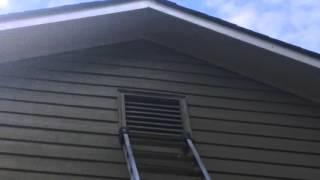 Bat Removal from an attic - Southern Wildlife Management, Georgia