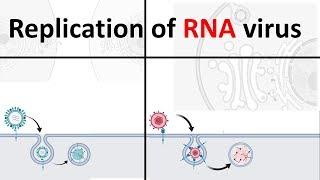 Replication of RNA virus | How RNA virus replicate | Virology USMLE