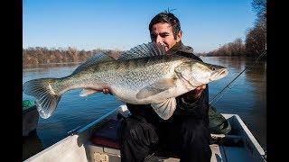 Ribolov smuđa,reka Sava,Januar 2018.Zander fishing.