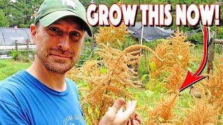 How To Grow Amaranth From Seed To Harvest! You MUST Grow This!