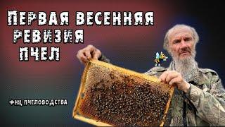 Первая весенняя ревизия пчел! ФНЦ Пчеловодства