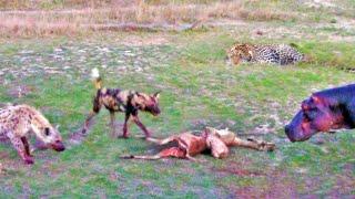 PREGNANT IMPALA vs LEOPARD vs WILD DOGS vs HIPPOS vs HYENA