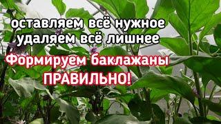 СДЕЛАЙ ТАК, и баклажанов будет очень много. Основное про формирование баклажанов.