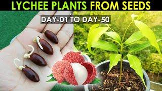LYCHEE Plant Seed Germination - How to Grow Lychee Plant from Seed By @SproutingSeeds