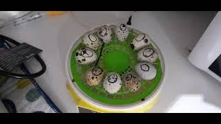 cheap 7 egg incubator, with quail eggs.