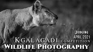 Wildlife Photography Competition Judging {Kgalagadi Photo Competition} April 2021