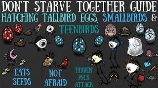 Don't Starve Together Guide: Hatching Tallbird Eggs - Smallbirds, "Teenbirds" & What They Do!