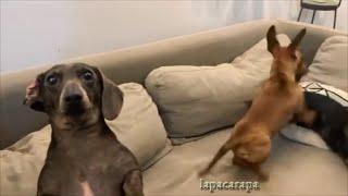 Самые смешные собаки Таксы The funniest Dachshund dogs