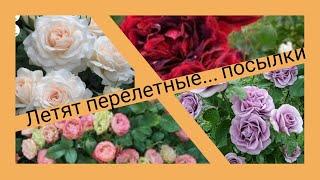 Обзор посылки с розами из питомника "Розовая Клумба" #розы #уральскиерозы #обзорпосылки