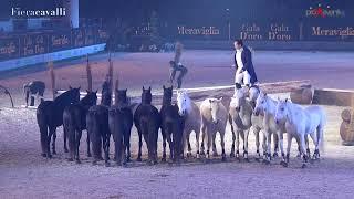 Gala D'oro "Meraviglia" - Fieracavalli 2022 - ACTION & EMOTIONS by Lorenzo