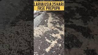 larva usia 25hari menjelang fase prepupa #maggotbsf #budidayamaggotbsf #ayamkampung #lele