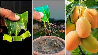 Growing Mango Tree From leaf Cuttings | How to Grow Mango tree