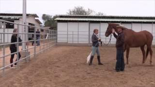 What to do when your horse rears on the ground