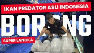 BORONG IKAN PREDATOR SUPER LANGKA PULUHAN JUTA !!! TAMBAH KOLEKSI IKAN PREDATOR ASLI INDONESIA