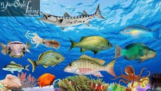 EXPLORING JAMAICA'S CORAL REEF LEARN ABOUT DIFFERENT SPECIES OF TROPICAL FISH.(mr peace class)