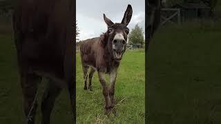 Animal Wonders Very funny donkey : EG Mix