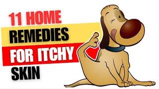 11 Effective Home Remedies for your Dog’s Itchy Skin Problems