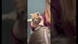 No roots,TikTok ft our new kitten