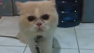 Kucing lucu