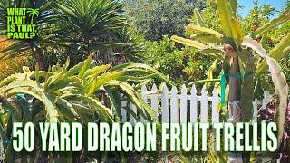 WE are BUILDING a 50 YARD DRAGON FRUIT TRELLIS SYSTEM ( UPDATE 1 )