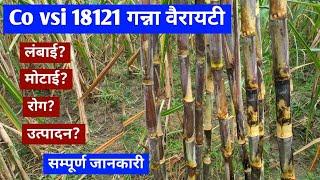 Co vsi 18121 गन्ना वैरायटी / Co vsi 18121 ganna variety / Co vsi 18121 sugarcane variety