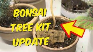 Garden Republic Bonsai Tree Seed Starter Kit 2 Year Update Review