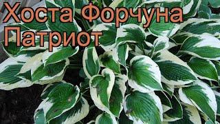 Хоста форчуна Патриот (hosta fortunei patriot)  Патриот обзор: как сажать, рассада хосты Патриот