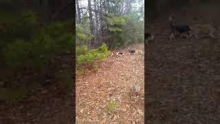 Beagles running rabbits