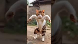 dancing cat