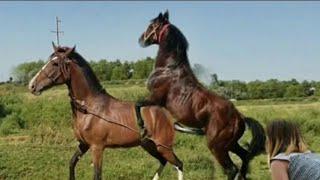 Yegua revolucionando a potros jóvenes futuros sementales.caballos y yeguas Andalusian horses