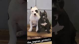 top quality pitbull in trending. trending dog...most watched dog #apnakaptan #dog #viral #InstaDog