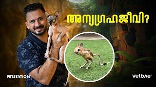 അന്യഗ്രഹജീവിയോ?? ഇതാണ്‌ വെള്ളം കുടിക്കാത്ത ജീവി.. jerboa