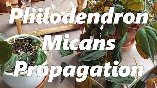 Philodendron Micans Propagation