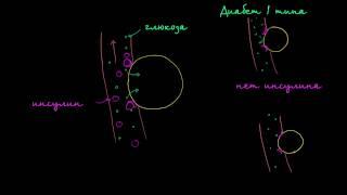 Глюкоза, инсулин и диабет