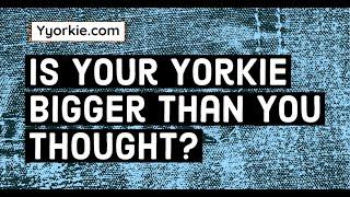 Reasons Why Your Yorkie Is Bigger Than Your Friends