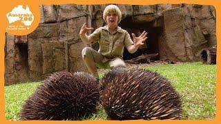 Robert Irwin's Australia Zoo Tour | Irwin Family Adventures