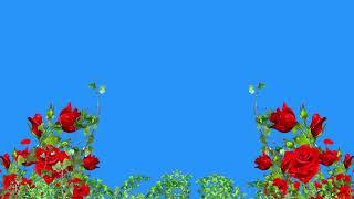 Rose flowers loop video tree leaf's animation moving motion background green screen