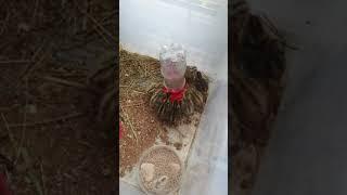 #Shorts Quails Chicks Morning Water Drinking