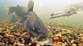 Tom the Catfish is Hungry!