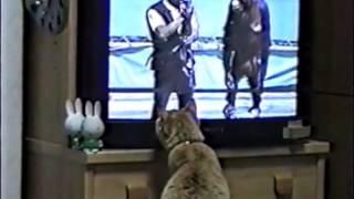 1996年春頃　まぐろ　TVを見る　猫動画