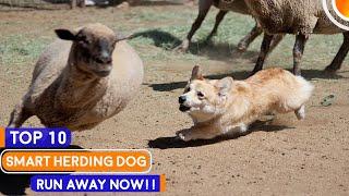 Top 10 Super Smart Herding Dog Breeds