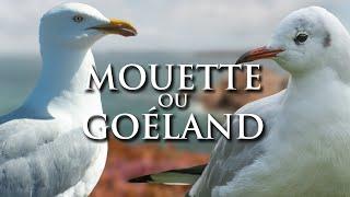 MOUETTE OU GOÉLAND ? La Chronique du Vivant