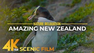 Amazing Landscapes & Wildlife of New Zealand in 4K HDR - Scenic Nature Film + Real Sounds & Music