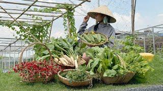 Harvesting radish, broccoli, luffa, choi sim #gardening