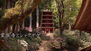 室生寺と石楠花 : Muro-ji Temple and Rhododendron（Nara, Japan）